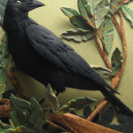 Crow (2009)