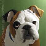 English Bulldog (2011)